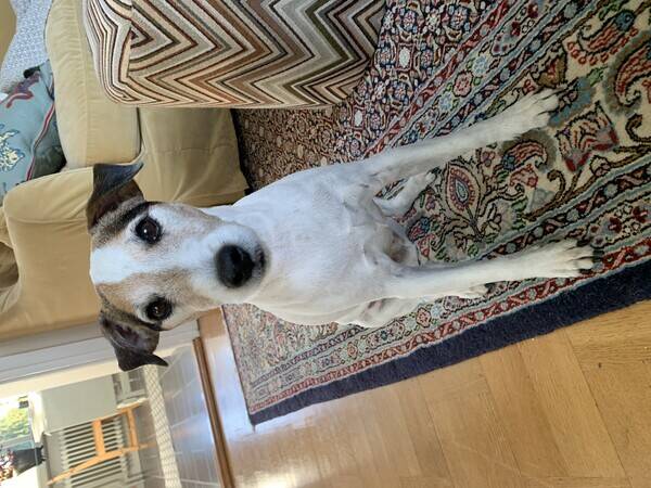 Hund - Parson  Russell  Justin Hund - Parson  Russell  Justin