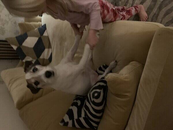 Hund - Parson  Russell  Justin