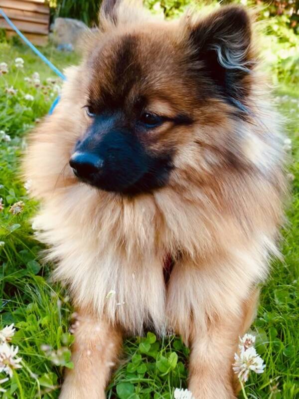 Hund - Helga Mittelspitz