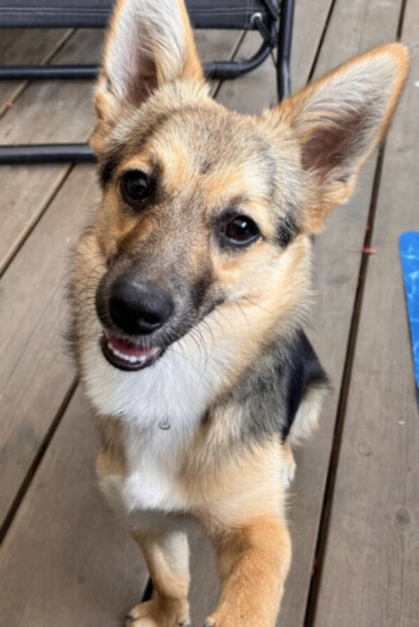 Hund - Dvargschfern Ronja