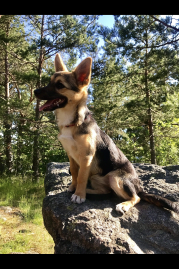 Hund - Dvargschfern Ronja