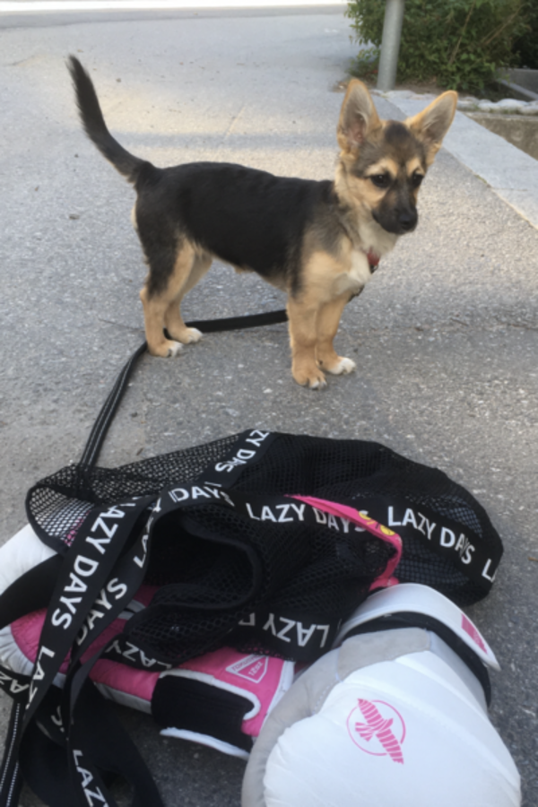 Hund - Dvargschfern Ronja