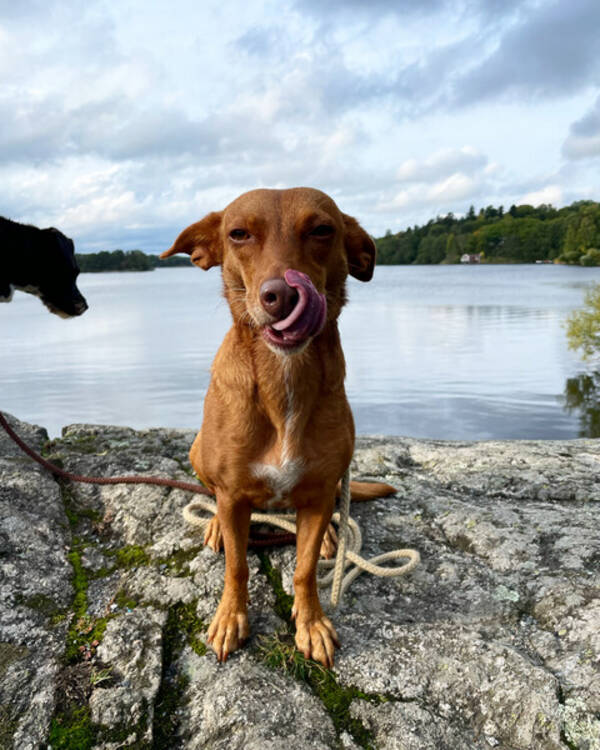 Hund - Nikita, Blandras 3 år  Hund - Nikita, Blandras 3 år