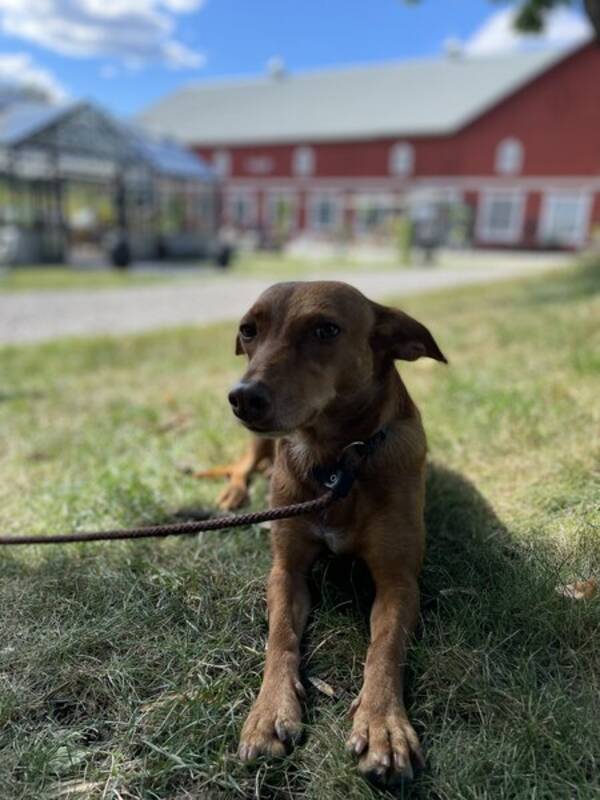 Hund - Nikita, Blandras 3 år  Hund - Nikita, Blandras 3 år