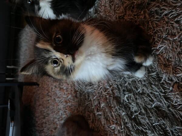 Katt - Katt Katt - Katt