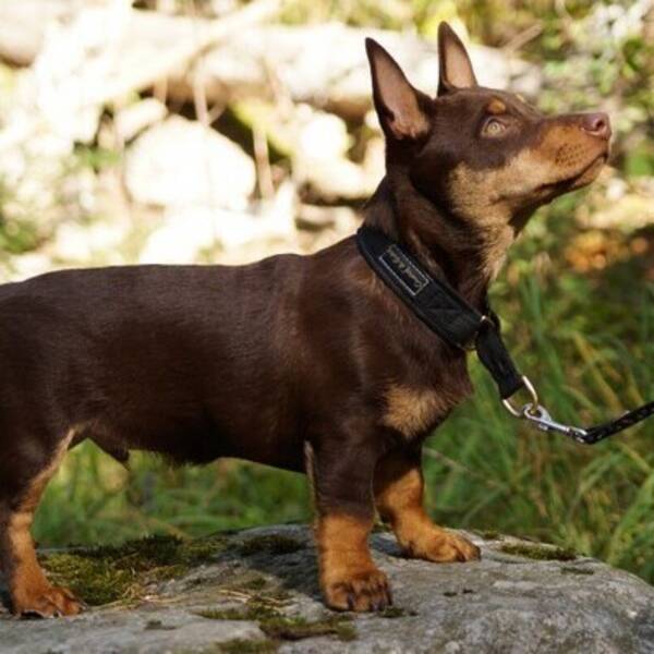 Hund - Lancashire heeler Hund - Lancashire heeler