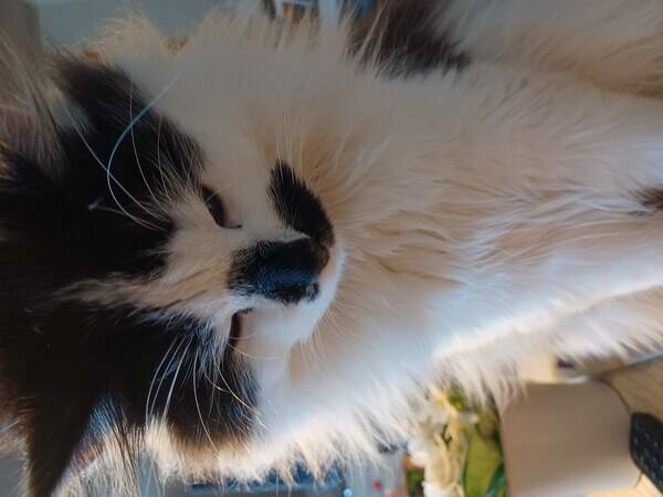 Katt