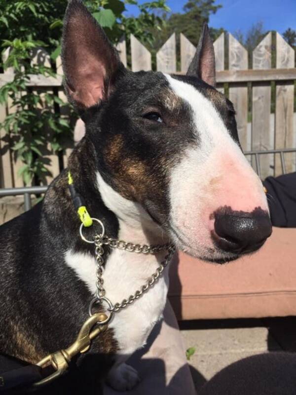 Hund - Bullterrier 