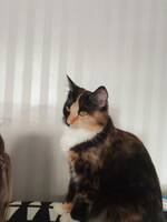 Katten Tigerlilja 