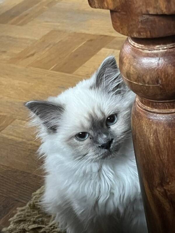 Katt