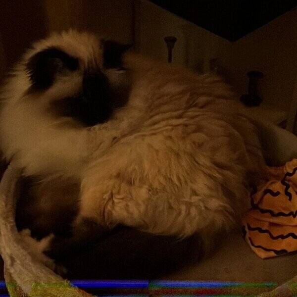 Katt