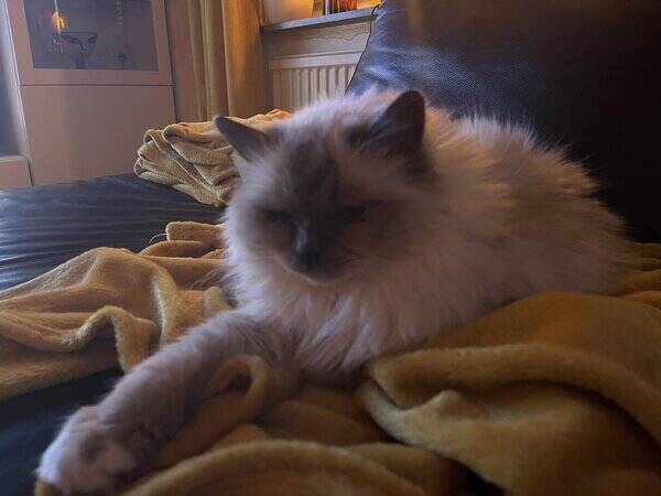 Katt