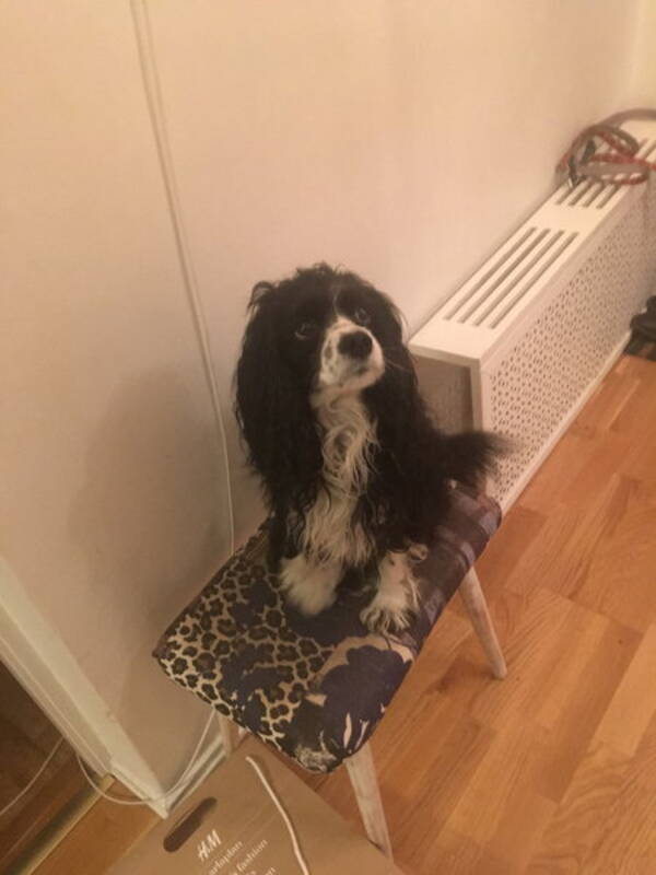 Hund
