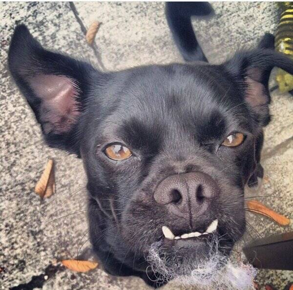 Hund - Leeroy  Blandras