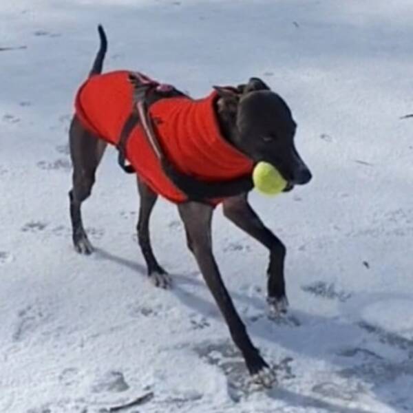 Hund - Luna Wippet Lucher