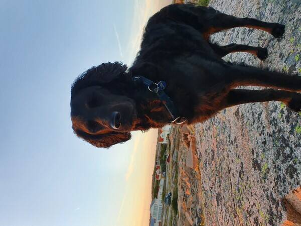 Hund - Labradoodlen Yoshi