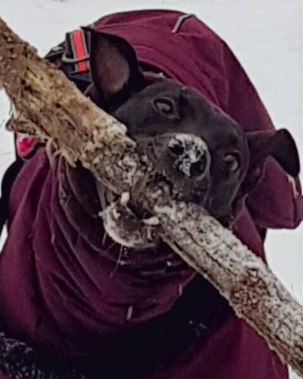 Hund - Luna Wippet Lucher