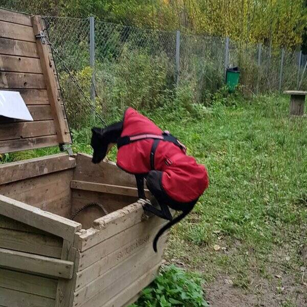 Hund - Luna Wippet Lucher