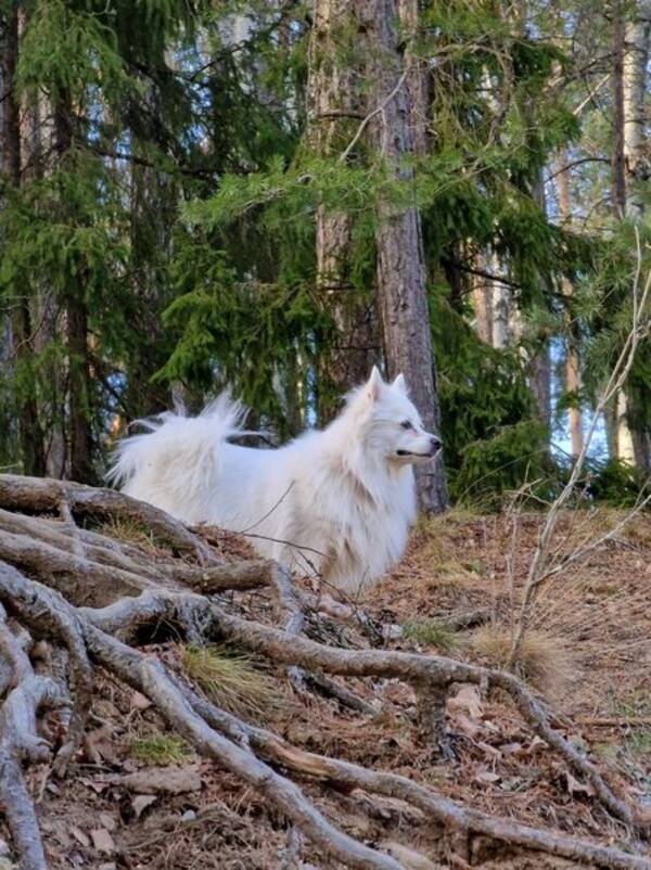 Hund - Spetsen Isa