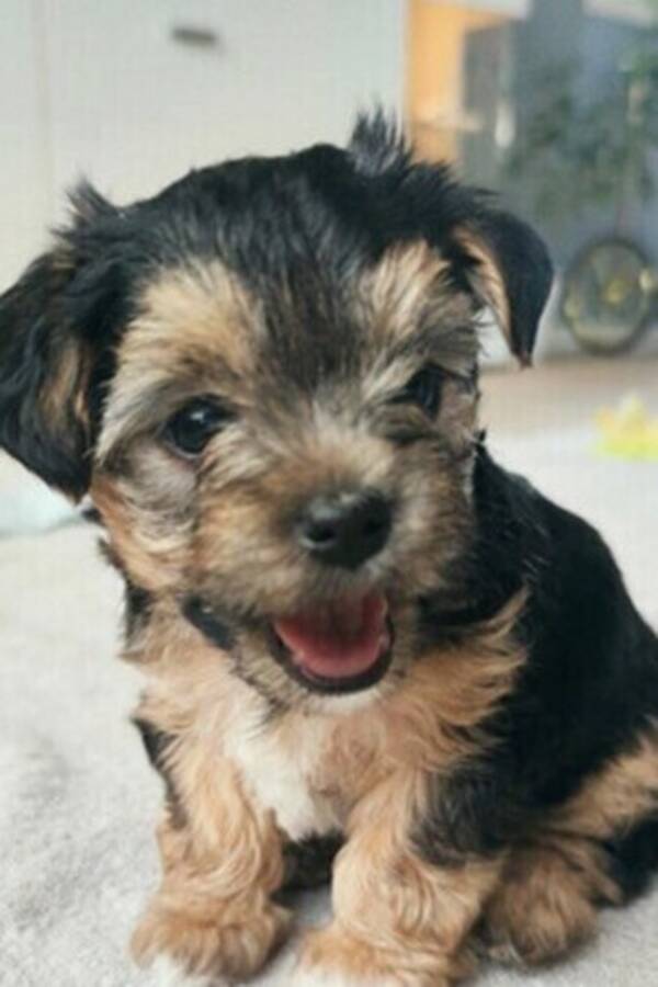 Hund - Yorkshire Terrier Hund - Yorkshire Terrier