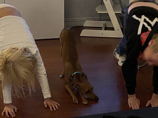 Hund - Italiensk mynde