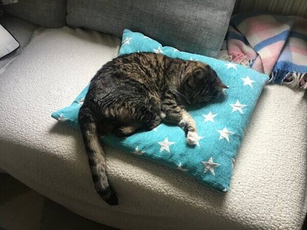 Katt