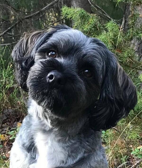 Hund - Underbara Rozzo 