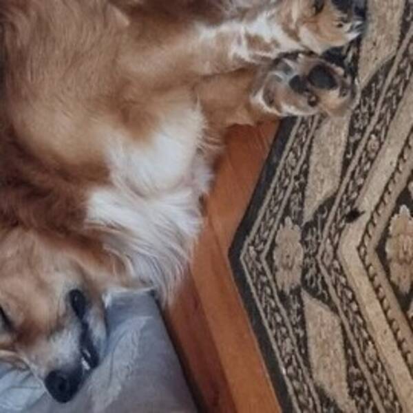 Hund - Blandings hund, Garm.