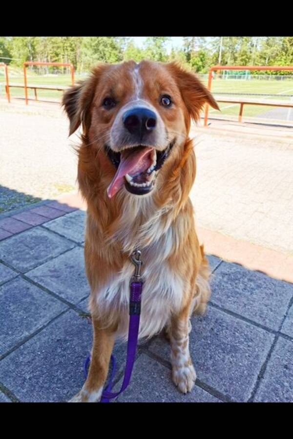 Hund - Blandings hund, Garm.