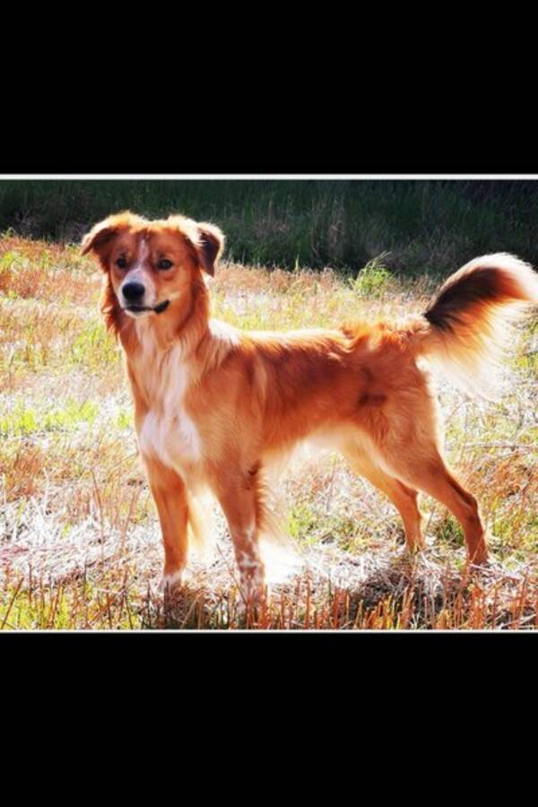 Hund - Blandings hund, Garm.