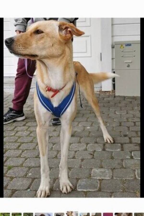 Hund - Blandings hund, Roxy