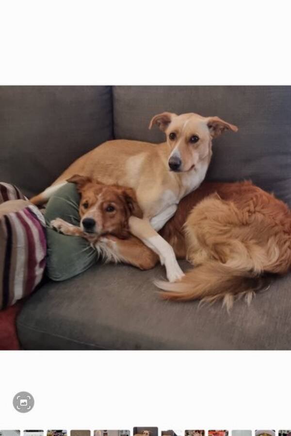 Hund - Blandings hund, Roxy