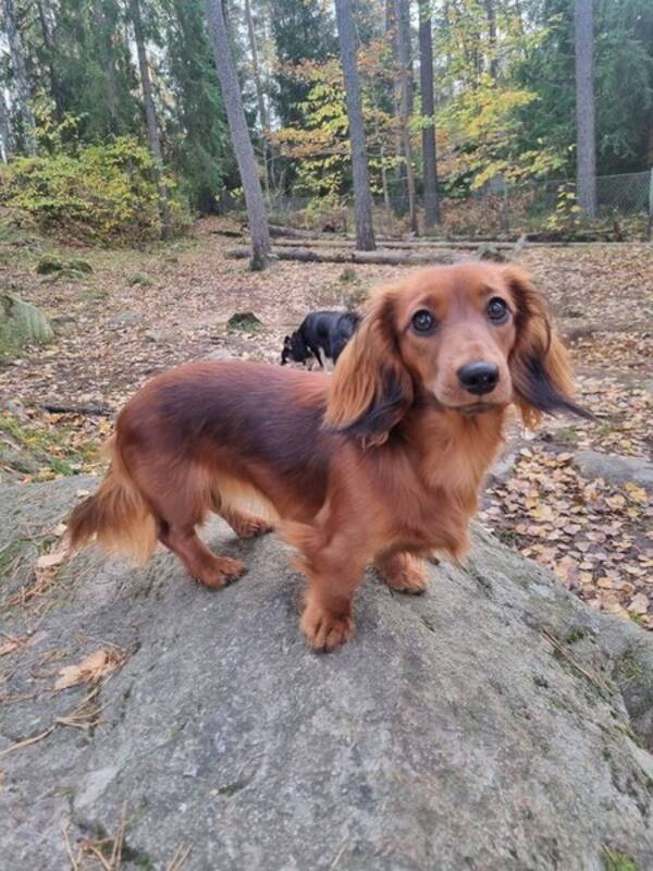 Hund - Dvrgtax 