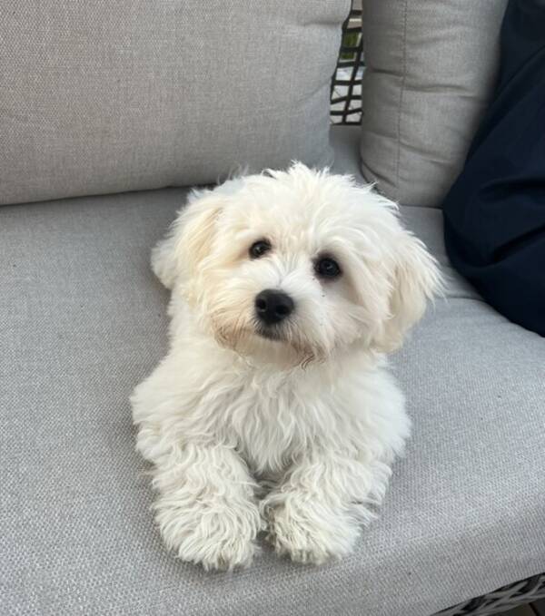 Hund - Zingo Bichon Havanais Hund - Zingo Bichon Havanais