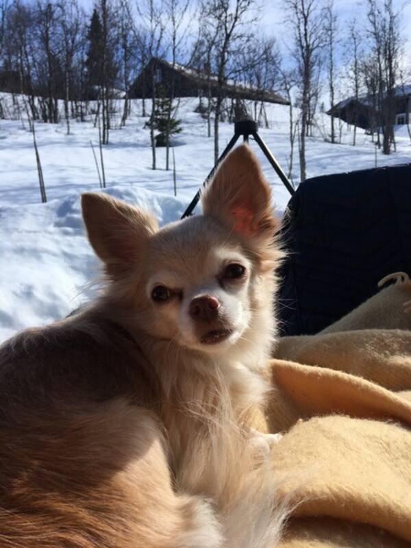 Hund - Chihuahua Bella