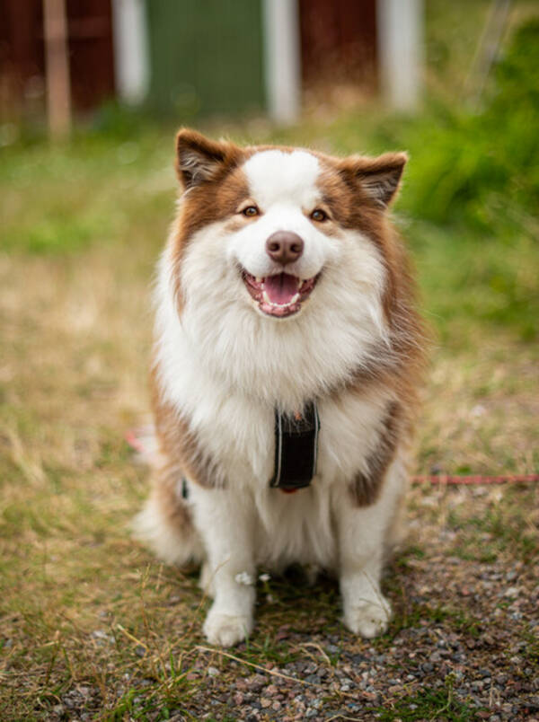Hund - Min finska lapphund Vappo 
