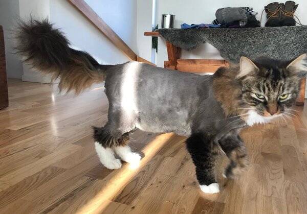 Katt