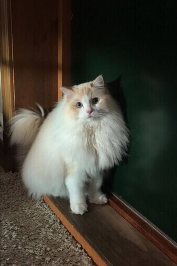 Katt - Ragdoll Leo 