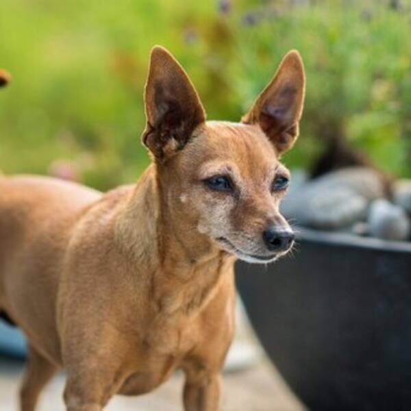 Hund - Jessie