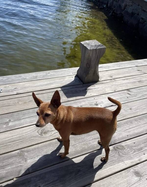 Hund - Jessie
