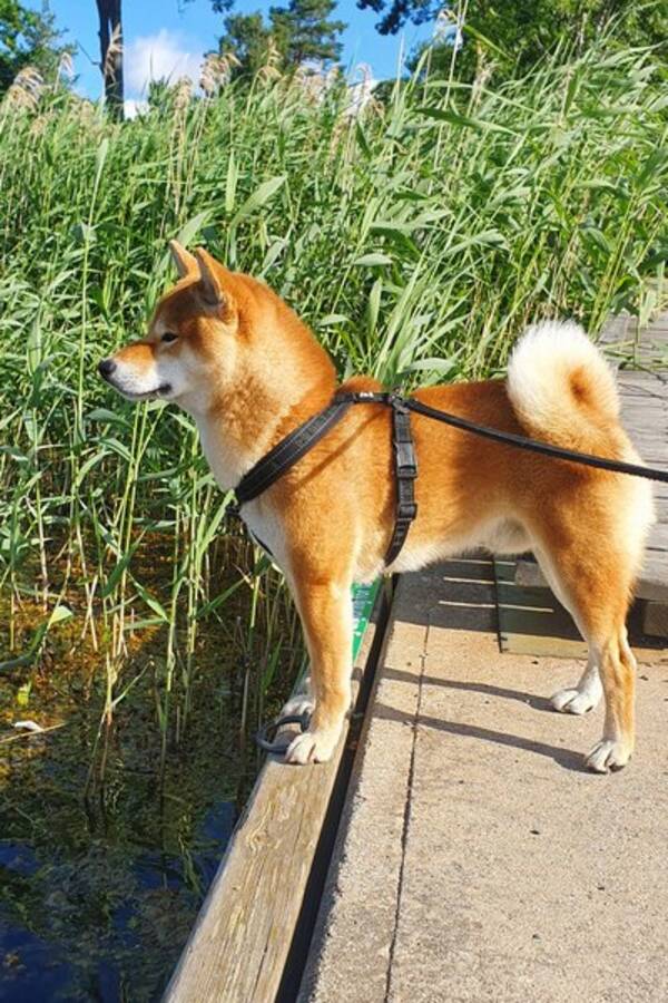 Hund - Yojimbo