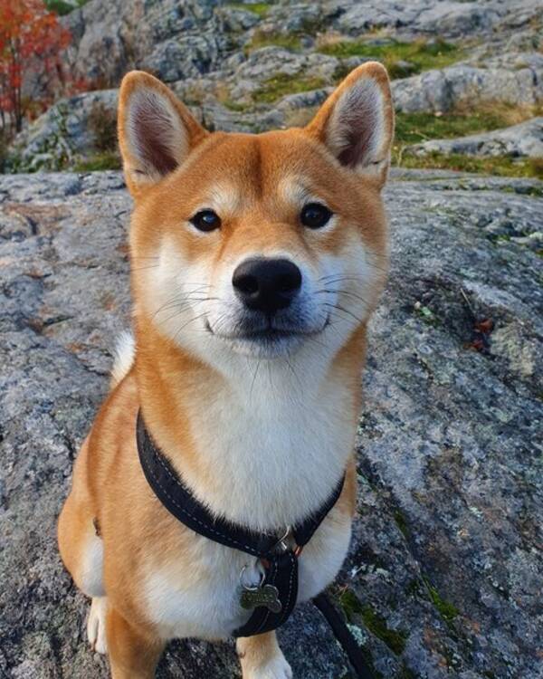 Hund - Yojimbo