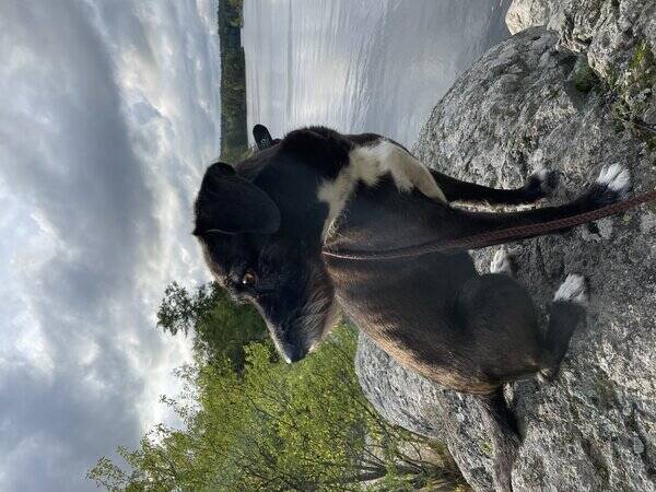 Hund Hund