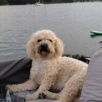 Bichonfrise/havanese Bichonfrise/havanese