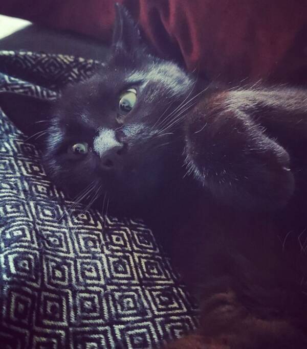 Katt - Katten sivsvn