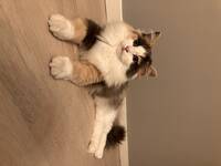 Ragdoll/Norsk Skogskatt, Bodil 