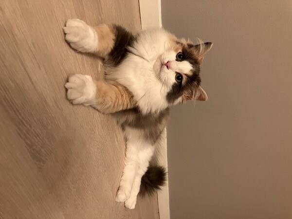 Katt - Ragdoll/Norsk Skogskatt, Bodil 