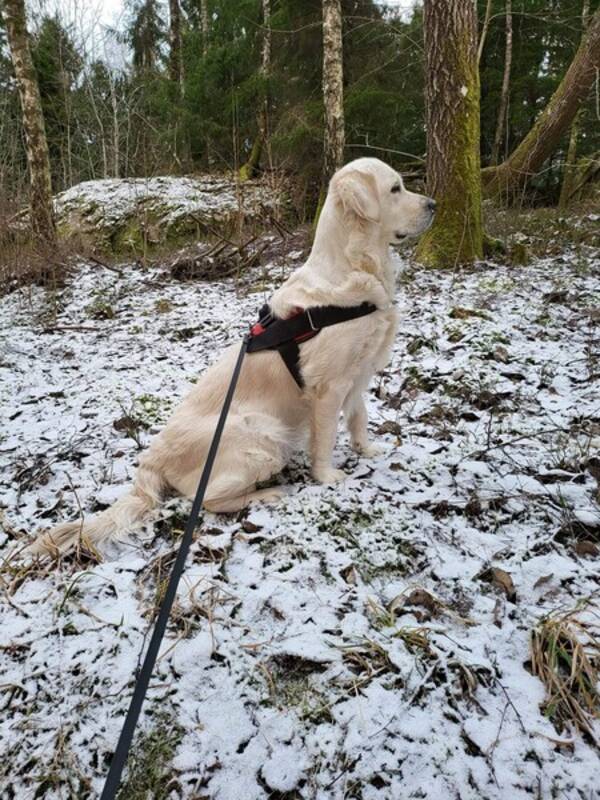 Hund - Golden Retriever Hund - Golden Retriever