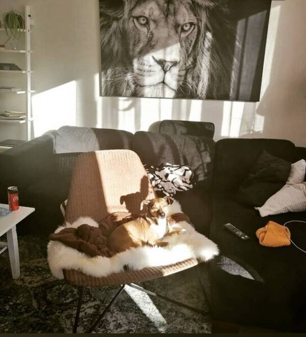 Hund - Packo Kokoni
