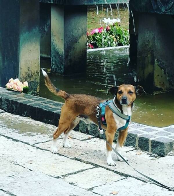 Hund - Kokoni Packo